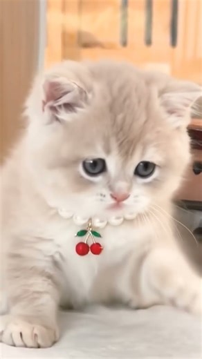 #cat #goviral #animallovers #viralvideo #catlovers #cute #catvideos #catshorts #catlife #catmemes