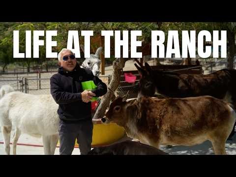 Why I Built my own Dog Paradise | Life at the Ranch