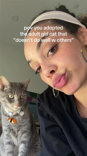 Adopting an Anxious Rescue Cat: Helping a Senior Girl Cat Settle