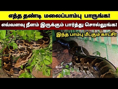 மதுரையில் இவ்வளவு பெரிய மலைப்பாம்பு பாத்திருக்கீங்களா? இதைப் பாருங்கள் | Snake_Saga