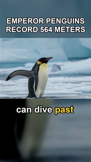 EMPEROR PENGUINS RECORD 564 METERS #Shorts