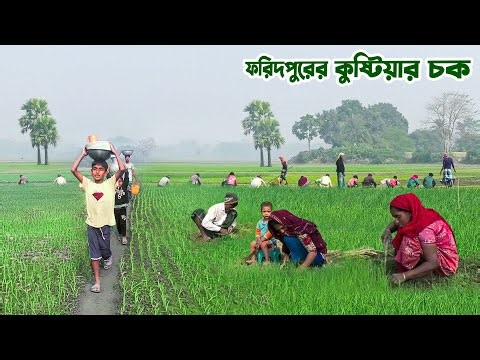 শীতে পেঁয়াজ চাষীদের হুলুস্থুল কান্ড ফরিদপুরের কুষ্টিয়ার চকে || Panorama Documentary