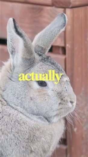 Rabbit destruction and chew solutions