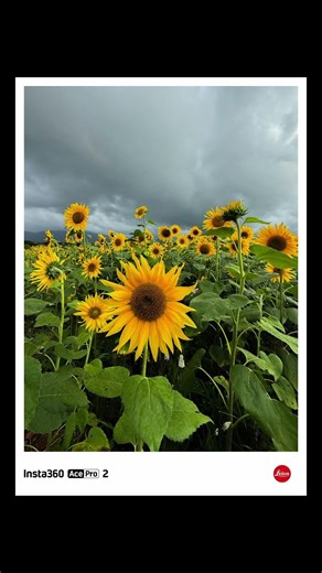 Lost in a Sunflower Field 🌻 | Insta360 Ace Pro 2