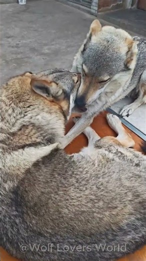 Mother Wolf Acts Completely Different When the Pups Aren’t Around 🐺❤️ #Shorts