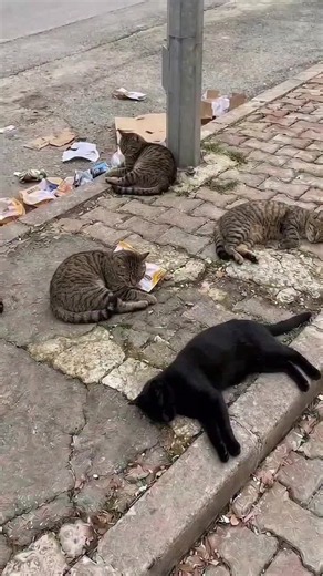 #animalwelfare #catrescue #rspca #straycats #secondchances | Colin McArdle