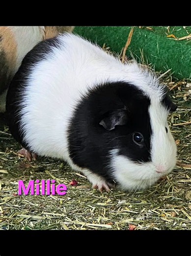 🐹💕 MEET ANOTHER 20 OF OUR BEAUTIFUL GUINEA PIGS! 💕🐹 Here we go again, everyone! 🥰 Here are another 20 of our gorgeous guinea pigs who you don’t often get to see here at Piggybanksanctuary. These lovely close-up pictures were taken yesterday during our big nail-trimming session! ✂️🐹 We thought it would be much nicer to share them over a few days rather than overload you with too many pictures at once. We want you to have the chance to appreciate each and every one of these beautiful faces! 