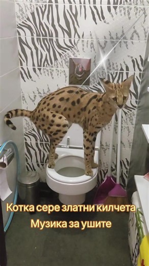 Funny Serval Cat Video: Watch This Hilarious Moment! 🤣