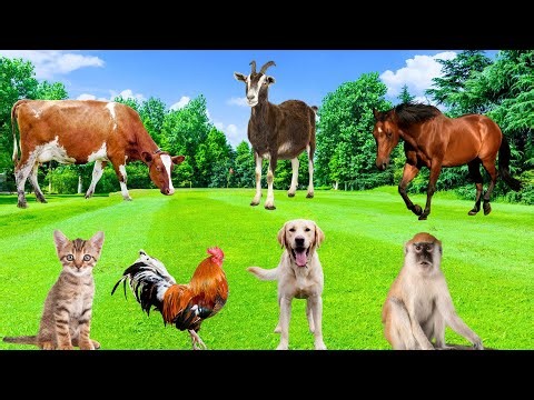 Playful Animal Moments - Cats, Monkeys, Parrots, Dogs, Horses, Goats - Familiar Animals