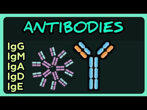 Immunoglobulins Simplified: IgG, IgM, IgA, IgD & IgE | Medtech Review 