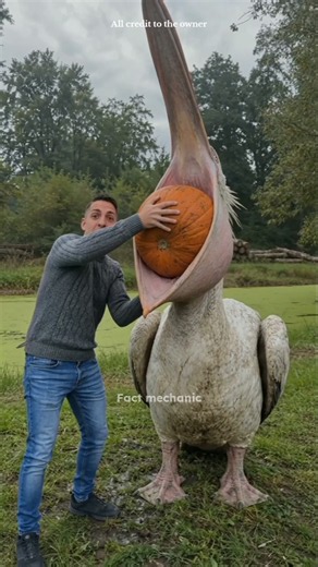 Pelican Is No Ordinary Bird 😨🔥 | Amazing Animal Facts