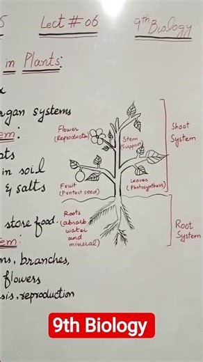 Organ Systems in Plants | Root & Shoot System | 9th Biology 🌱 #science #9th