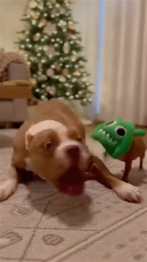 Justice Served! 🛡️ Giant Dog Saves Puppy from 'Skeleton' Bully!