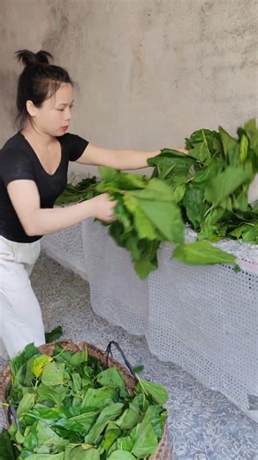 How Silkworms Are Fed Every Day 👀