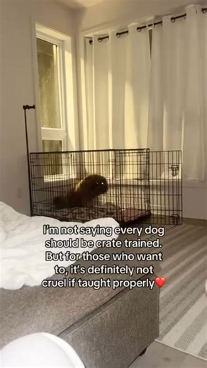 Crate training tips to help dogs feel secure