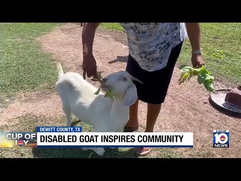 Goat with hooves turned backwards shows disabilities don’t have to hold you back