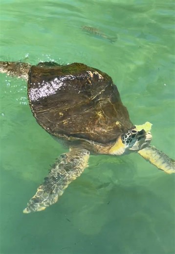 I cant get enough of them!! 😭✨🐢 These turtles have a case of positive buoyancy syndrome, where their shells were cracked and now air is trapped inside:(Luckily they are being taken care of at the Turtle Hospital here in the Florida Keys! They are deemed non-releasable but get the proper care every day by their amazing team! @T@The Turtle Hospitals#seaturtleo#oceanm#marinebiologye#educationo#oceanlife