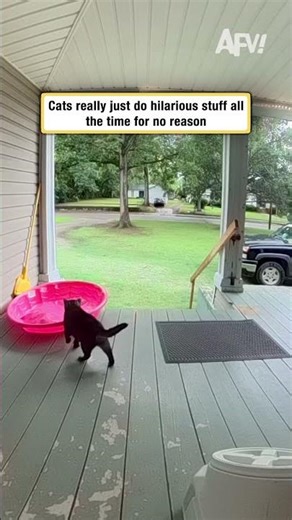 Cats really just do hilarious stuff all the time for no reason