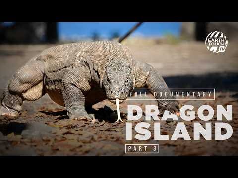 Komodo dragon battleground