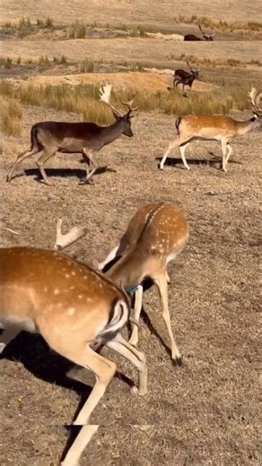 Deer Antler Sounds & Intense Fighting Moments 🦌⚔️ | Wild Nature Battle #deer #deerfight #antlers