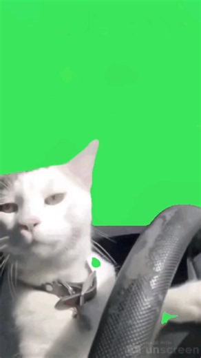 fond vert chat qui conduit même drôle