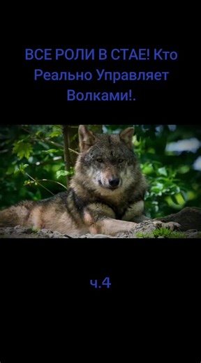 Understanding Wolf Pack Roles and Dynamics