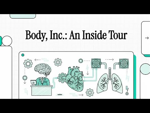 Every Major Human Organ Explained in 7 Minutes (Simple & Clear)
