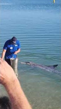 Feeding Wild Dolphins
