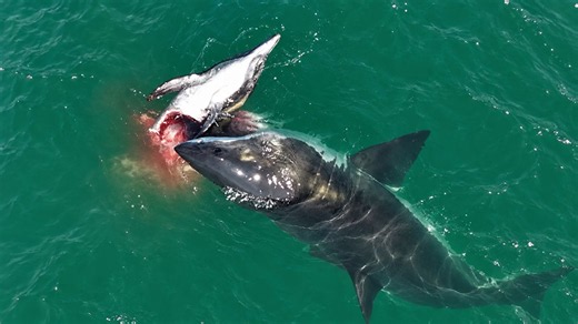 Great White Sharks Rip Apart Dolphin in Brutal SoCal Feeding Frenzy (Video)