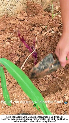 Wild Orchid Rescue – Caring for a Rare Hong Cao Hong He Seedling 🌸🌱