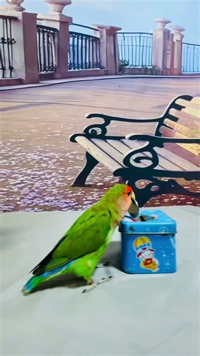 Watch my clever parrots show their little tricks live!Do you have a pet parrot at home?#parrot
