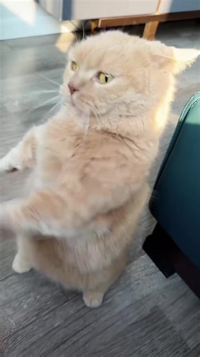 Avoid These Aggressive Cat Mistakes