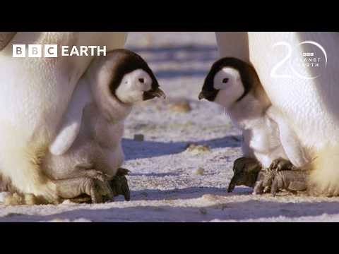 30 Minutes of Fascinating Planet Earth Moments | 20 Years of Planet Earth | BBC Earth