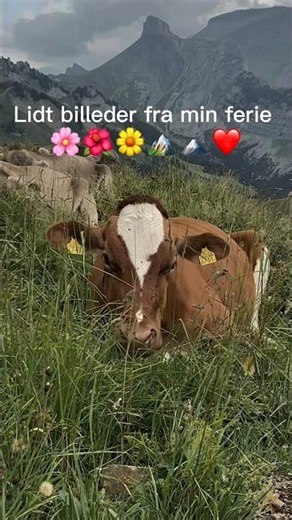Lidt billeder fra min ferie ❤️🏔️ jeg har ikke så mange billeder det er mest min mor der har dem ❤️