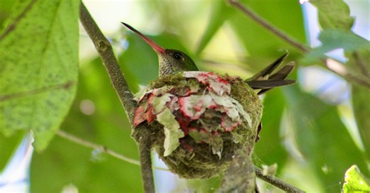 How to Find a Hummingbird Nest: Expert Tips for Easy Discovery - Earth of Birds