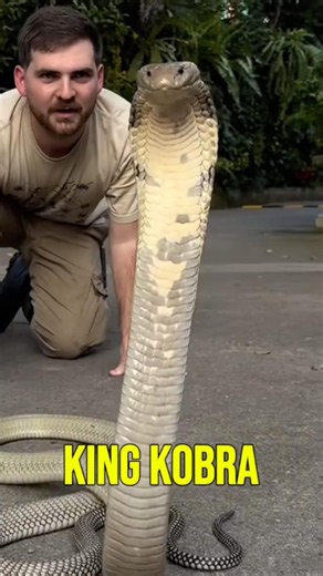 5 FASCINATING SNAKE SPECIES (UPDATED) #snake #snakes #venomous #animals #dangerous