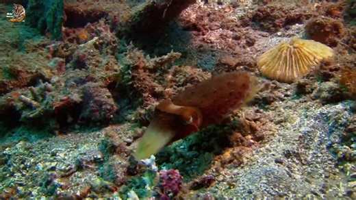 Cuttlefish 🐙 🐠, Wild Animals Hindi #documentary #wildanimals #wildlife #hindi | Wild Animals Hindi