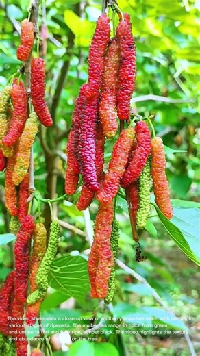 Abundant Mulberry Harvest: A Close-Up Look at Ripening Berries