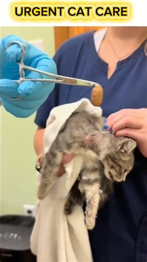 🚨 Urgent Cat Botfly Removal #CatBotfly #BotflyRemoval #UrgentCatCare