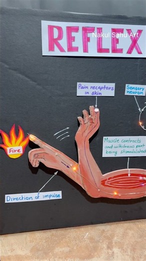reflex arc working model science project for exhibition biology project #shortsfeed |Nakul Sahu art