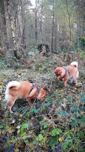 The Shiba Inu Guide to Off-Grid Wandering #forest #fun #cutedog #doglife