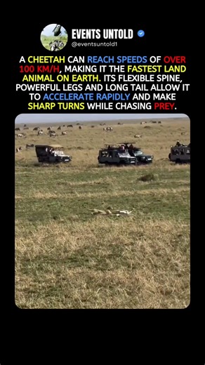 The Incredible Speed of a Cheetah Hunting Its Prey #animals #shorts