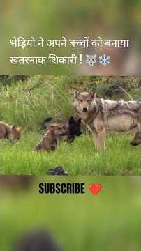 भेड़िया ने अपने बच्चों को बनाया खतरनाक शिकारी! 🐺❄️ | Wolf family documentary #shorts #wolf #wildlife