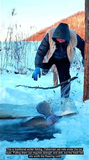 Big Catch! Pulling Up Giant Carp in Freezing Weather