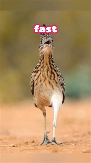 Road Runner: The Untouchable Speed King of the Desert ⚡️ 📈 Meet the Road Runner, the fastest bird in the desert and one of nature’s smartest speedsters. Running up to 40 km/h, this untouchable hunter can outsmart foxes, change direction in a split second, and even hunt venomous snakes for breakfast. Fast, funny, and wild animal facts you won’t believe! Like & subscribe for more amazing wildlife shorts. 🔎 #RoadRunner #WildlifeShorts #FastestBird #AnimalFacts #NatureShorts #SpeedKing #FunnyAnima