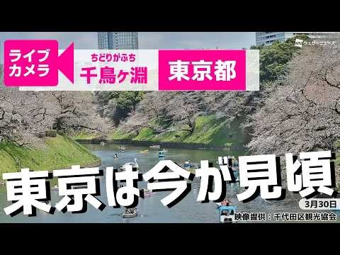 【桜ライブカメラ2026】ソメイヨシノ／「東京都千鳥ケ淵」ライブカメラより/Cherry Blossom Live Camera 2026年3月30日(月) #桜 #さくら