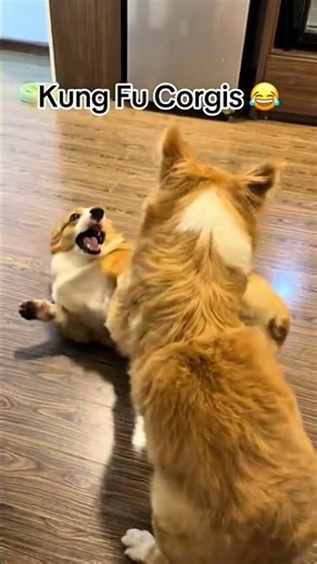 DogsTV Short | The Legend of the Fluffy Fist! 🥊🍑