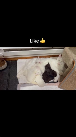My maine coons kittens enjoying some sweet memories moments with that mother 💯💥❤️💋💕 #mainecoonkitten #kitten #fyp #viralvideos