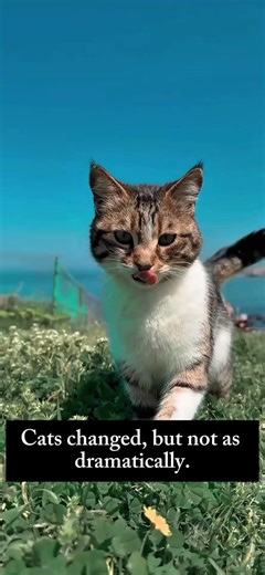 Housecats Came From Wildcats
