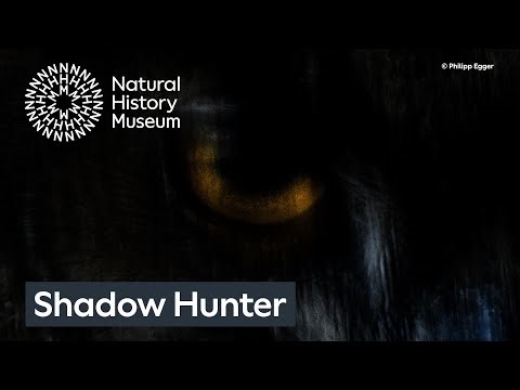 Shadow Hunter by Philipp Egger | Wildlife Photographer of the Year